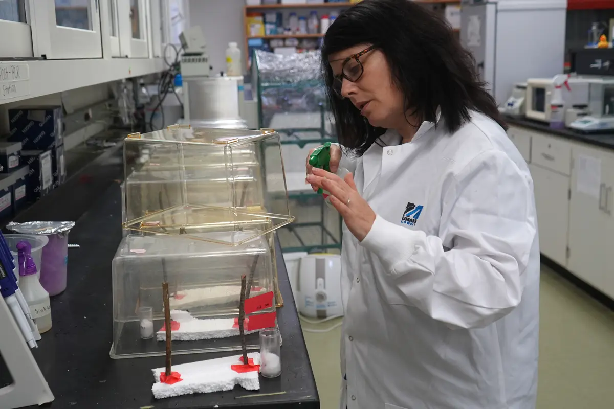 Tough as Silk: Spider Silk Expert to Advance Research with NSF Grant